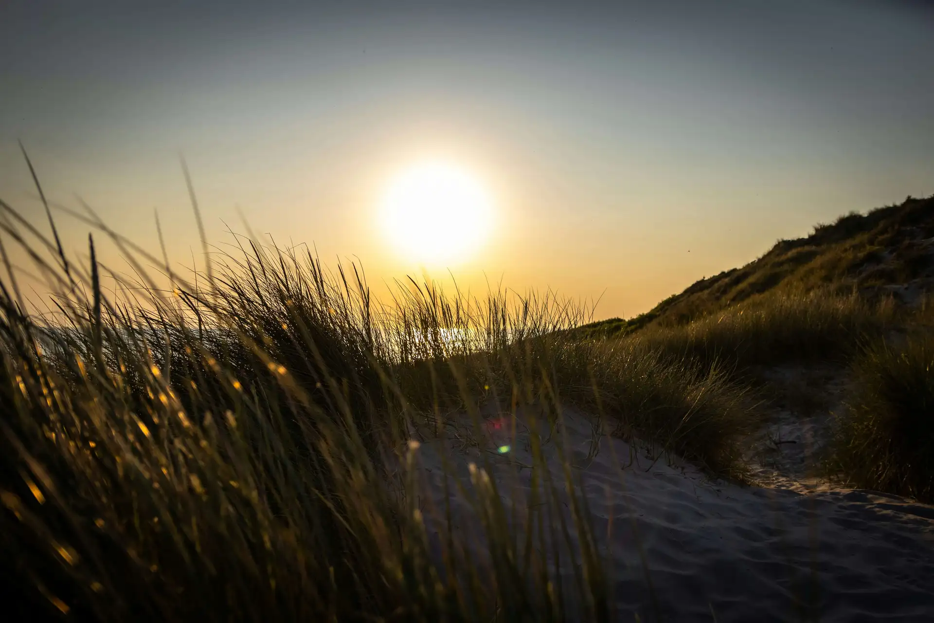 Sunset over a beach with tall grasses in the foreground and sandy dunes in the background