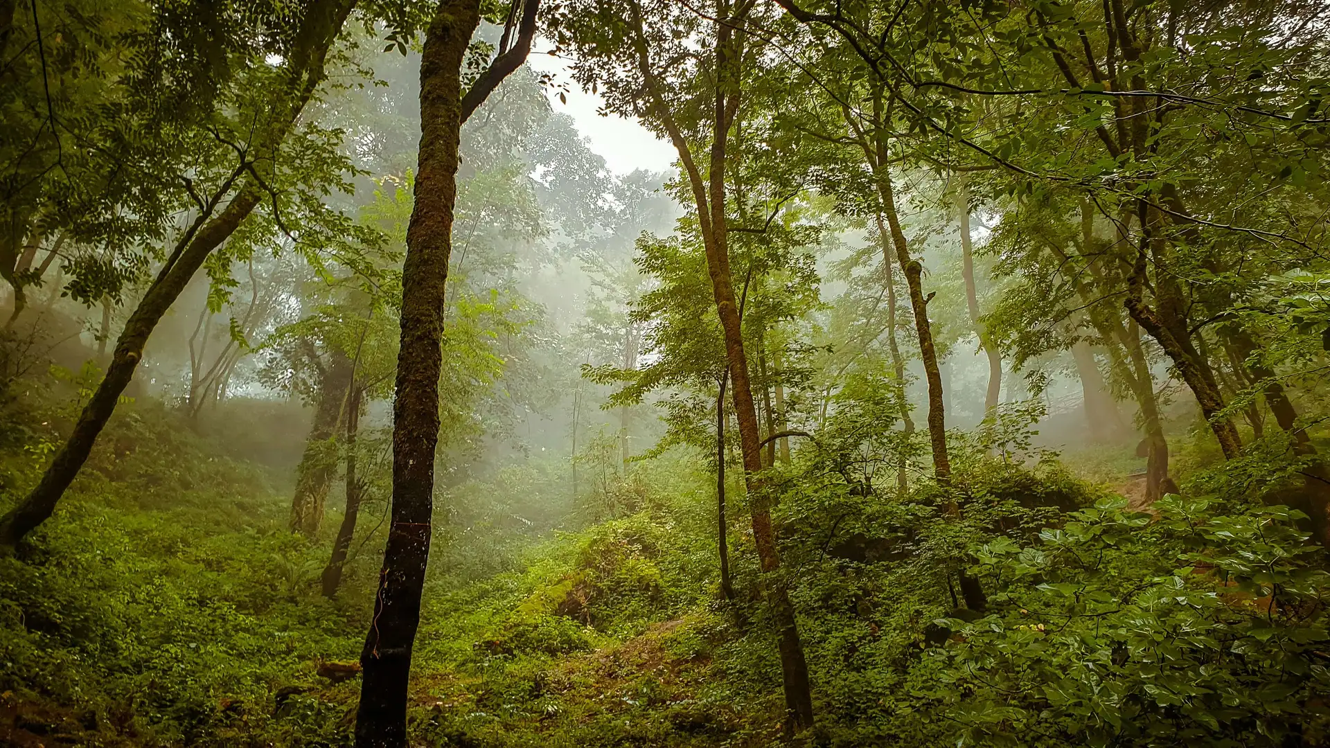 Dense forest with tall trees and lush green foliage, shrouded in mist
